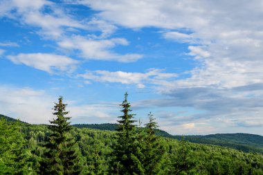 Birçok büyük yeşil ağaç ve köknar ağaçları ile manzara dağlarda bir orman, güneşli bir yaz günü, güzel bir açık hava tek renkli arka plan