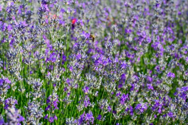 Güneşli bir yaz gününde bahçede bir sürü küçük mavi lavanta çiçeği seçici bir odak ve güzel bir açık hava çiçeğiyle fotoğraflandı.