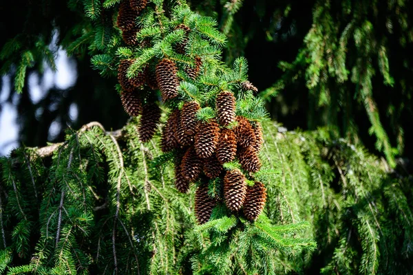 多くの緑の葉や針 山の森の中のモミの針葉樹の茶色のコーン 晴れた夏の日 美しい屋外のモノクロームの背景 — ストック写真