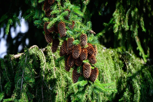 Muchas Hojas Verdes Agujas Conos Marrones Abeto Coníferas Bosque Las — Foto de Stock