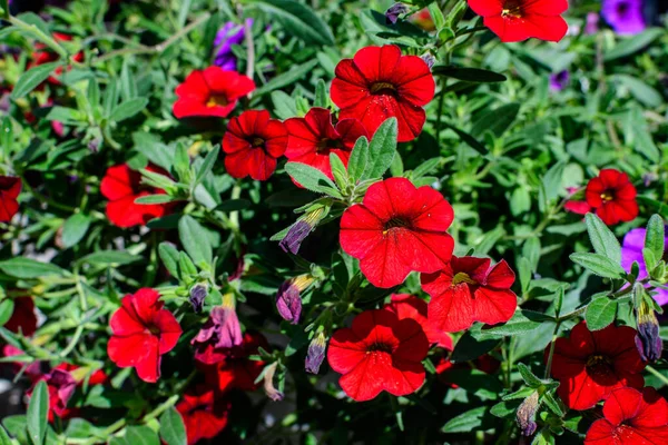 Große Gruppe Leuchtend Roter Petunienblüten Und Grüner Blätter Einem Gartentopf — Stockfoto