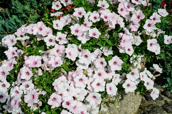 Μεγάλη Ομάδα Από Ζωηρά Μοβ Και Λευκά Λουλούδια Petunia Axillaris — Φωτογραφία Αρχείου