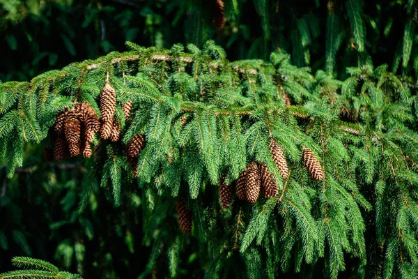 Många Gröna Blad Eller Barr Och Bruna Kottar Gran Barrträd — Stockfoto