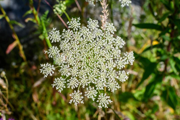 Veel Delicate Witte Bloemen Van Anthriscus Wilde Vaste Plant Algemeen — Stockfoto