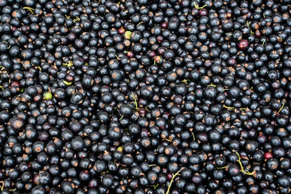 Nagy Betakarítás Biotermesztett Feketeribizli Vagy Cassis Gyümölcsök Egy Kosárban Látható — Stock Fotó