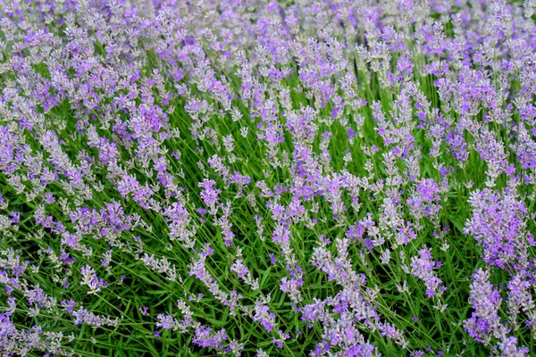 Muitas Pequenas Flores Lavanda Azul Jardim Dia Ensolarado Verão Fotografado — Fotografia de Stock