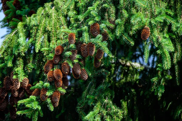 Viele Grüne Blätter Oder Nadeln Und Braune Tannenzapfen Einem Wald — Stockfoto