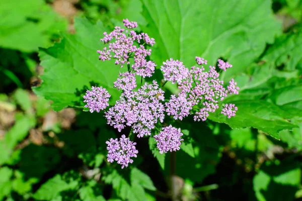 Many Delicate Pink Flowers Anthriscus Wild Perennial Plant Commonly Known — Stock Photo, Image