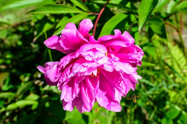 晴れた春の日に庭で大きな繊細な牡丹の花を持つブッシュ 選択的な焦点で撮影された美しい屋外の花の背景 — ストック写真