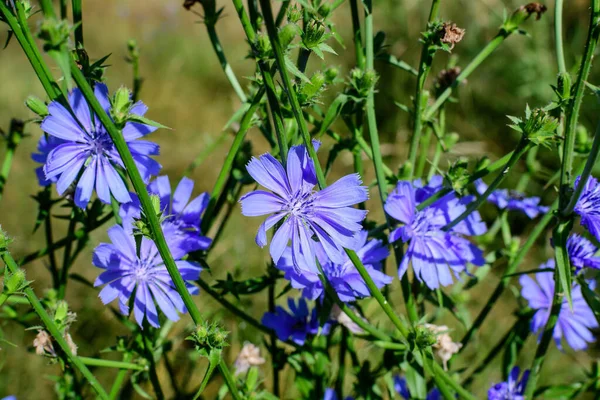 Fleur Bleue Vive Chicorée Commune Sauvage Dans Une Prairie Par Photos De Stock Libres De Droits