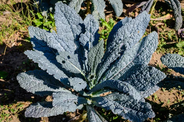 Large Group Fresh Organic Green Leaves Lacinato Black Tuscan Kale — Stock Photo, Image