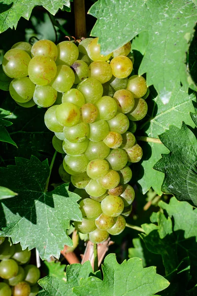 Primer Plano Uvas Blancas Orgánicas Maduras Hojas Verdes Viñedo Día —  Fotos de Stock