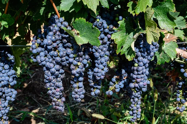 Zbliżenie Dojrzałych Organicznych Ciemnych Czarnych Winogron Zielonych Liści Winnicy Słoneczny — Zdjęcie stockowe