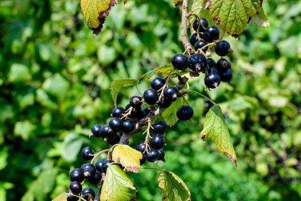 Frisch Gezüchtete Schwarze Johannisbeere Oder Cassis Früchte Auf Einer Pflanze — Stockfoto