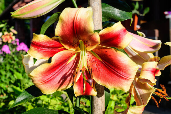 One large red and yellow flower of Lilium or Lily plant in a British cottage style garden in a sunny summer day, beautiful outdoor floral background photographed with soft focus