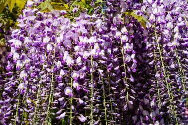 Açık mavi Wisteria çiçeklerini ve açık mavi gökyüzüne doğru büyük yeşil yaprakları yakın güneşli bir bahar gününde bir bahçede, güzel bir açık hava çiçekli arka planda seçici bir odak ile fotoğraflanmış