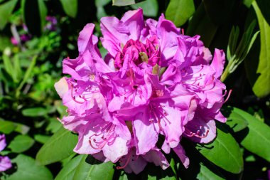 Açelya ve Rhododendron bitkilerinin birçok canlı pembe çalı güneşli bir baharda İskoç bahçesinde, güzel açık hava çiçekleri seçici bir odak ile fotoğraflanmış.