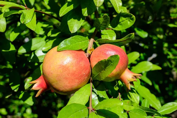 Pequeñas Frutas Granada Cruda Hojas Verdes Árbol Grande Luz Solar — Foto de Stock