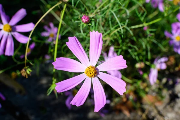 Veel Delicate Levendige Roze Bloemen Van Cosmos Plant Een Huisje — Stockfoto