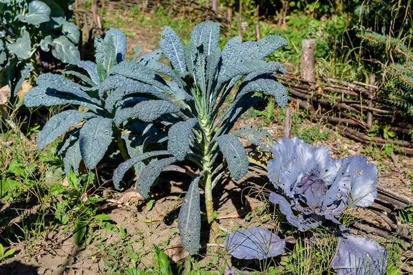 Large Group Fresh Organic Green Leaves Lacinato Black Tuscan Kale — Stock Photo, Image