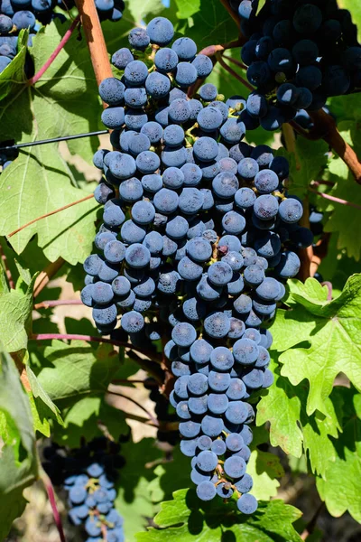 Primer Plano Uvas Negras Oscuras Orgánicas Maduras Hojas Verdes Viñedo —  Fotos de Stock