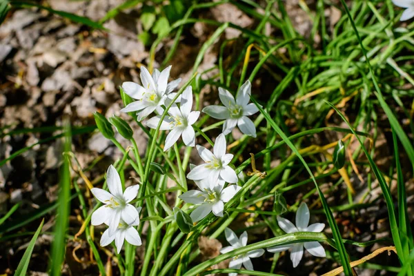 Viele Zarte Kleine Weiße Blüten Der Ornithogalum Umbellatum Pflanze Die — Stockfoto