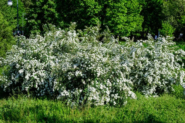 Großer Zweig Mit Zarten Weißen Blüten Von Spiraea Nipponica Schneehügelstrauch — Stockfoto