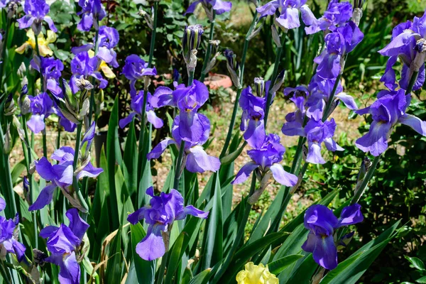 Zbliżenie Niebieskie Kwiaty Tęczówki Zielonym Słonecznym Ogrodzie Wiosna Piękny Odkryty — Zdjęcie stockowe