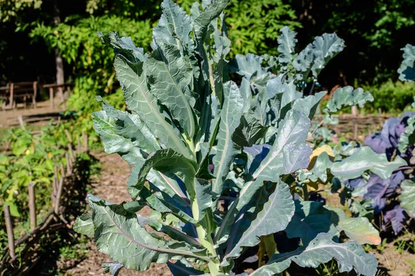 Large Group Fresh Organic Green Leaves Broccoli Organic Garden Sunny — Stock Photo, Image