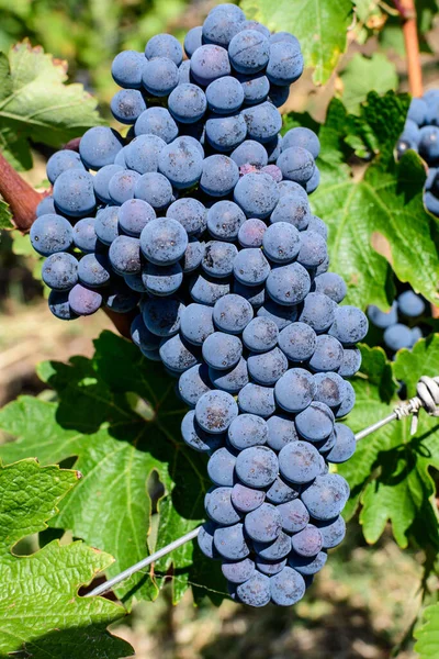 Primer Plano Uvas Negras Oscuras Orgánicas Maduras Hojas Verdes Viñedo — Foto de Stock