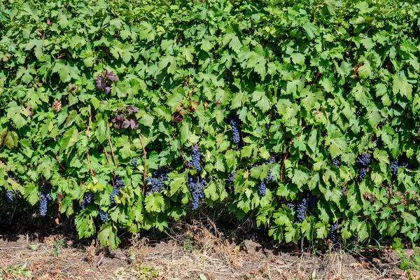 Sorban Nagy Növények Sok Érett Szerves Sötét Fekete Szőlő Zöld — Stock Fotó