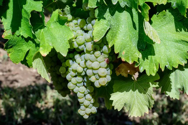 Primer Plano Uvas Blancas Orgánicas Maduras Hojas Verdes Viñedo Día —  Fotos de Stock