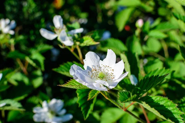 Λεπτή Μικρά Λευκά Λουλούδια Μεγάλο Θάμνο Βατόμουρο Στο Άμεσο Ηλιακό — Φωτογραφία Αρχείου