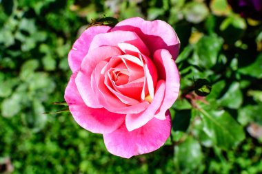 Güneşli bir yaz gününde, güzel bir açık hava çiçekli arka planda, yumuşak bir odak noktasıyla çekilmiş, canlı pembe bir gül ve yeşil yapraklar.