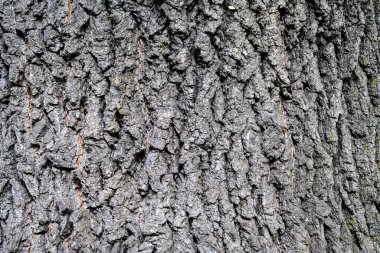Güneşli bir yaz gününde parktaki gri desenli ağaç kabuğunun tek renkli doğal arkaplanı.