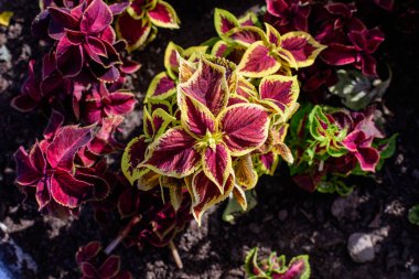 Lamiaceae ailesinin birçok yeşil ve koyu kırmızı yaprakları, güneşli bir bahar bahçesinde, güzel bir açık hava çiçekli arka planda.