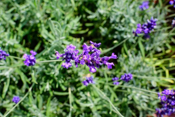 Muitas Pequenas Flores Lavanda Azul Jardim Dia Ensolarado Verão Fotografado — Fotografia de Stock