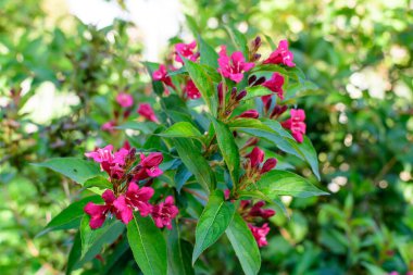 Weigela Florida 'nın birçok canlı pembe çiçekleri, çiçeklerle dolu güneşli bir bahar gününde bir bahçede, açık hava çiçekleriyle çekilen güzel arka planda yumuşak bir odak ile