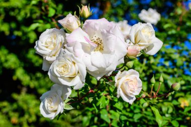 Güneşli bir yaz gününde, bahçesinde bir sürü narin beyaz gül ve yeşil yaprakları olan büyük çalılar, güzel açık hava çiçekli arka plan, yumuşak odak ile fotoğraflanmış.