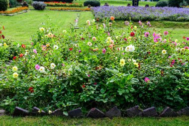 Bir çok sarı, pembe, kırmızı ve beyaz yıldız çiçekleri olan minimalist manzara, bulanık yeşil arka planda tamamen çiçek açmış, güneşli bir yaz gününde yumuşak bir odak ile fotoğraflanmış.