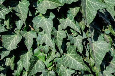 Arka planda birçok yeşil Hedera sarmaşığı, yaygın sarmaşık, İngiliz ya da Avrupa sarmaşık bitkisi sonbahar bahçesinde, güzel tek renkli arka plan