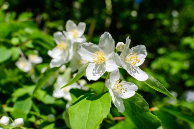 Güneşli bir yaz gününde, bir bahçede, tatlı portakal ya da İngiliz köpek ağacı olarak bilinen tatlı, narin, beyaz çiçekler ve the green leaf of β delphus coronarius süs bitkisi.