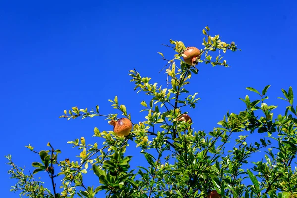 Muitas Pequenas Frutas Romã Cruas Folhas Verdes Uma Grande Árvore — Fotografia de Stock