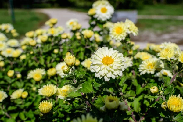 Molti Vividi Fiori Gialli Bianchi Crisantemo Morifolio Piccole Fioriture Verdi — Foto Stock