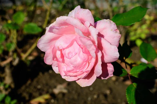 Una Rosa Rosada Viva Grande Delicada Plena Floración Jardín Verano — Foto de Stock