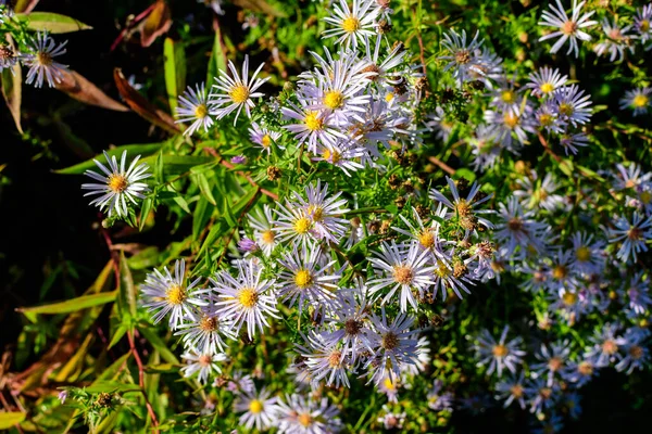 Mnoho Malých Živých Modrých Květin Rostliny Aster Amellus Známé Jako — Stock fotografie