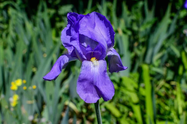 Primo Piano Due Fiori Iris Blu Verde Giardino Primaverile Soleggiato — Foto Stock