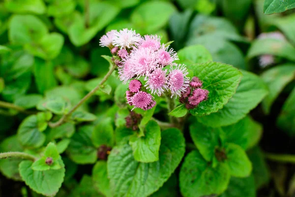 Ageratum houstonianum bitkisinin geniş pembe ve beyaz çiçekleri genellikle kayıpçiçeği, mavimink, yosun veya güneşli bir yaz bahçesindeki bir bahçede Meksika boya fırçası olarak bilinir.