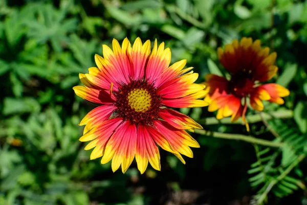 Eine Lebhafte Gelbe Und Rote Gaillardia Blume Allgemein Bekannt Als — Stockfoto