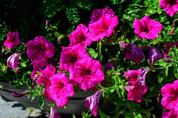 Grande Gruppo Vivaci Fiori Petunia Axillaris Rosa Foglie Verdi Vaso — Foto Stock